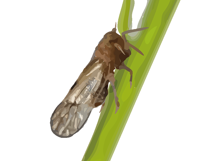 褐飞虱(Brown planthopper)
