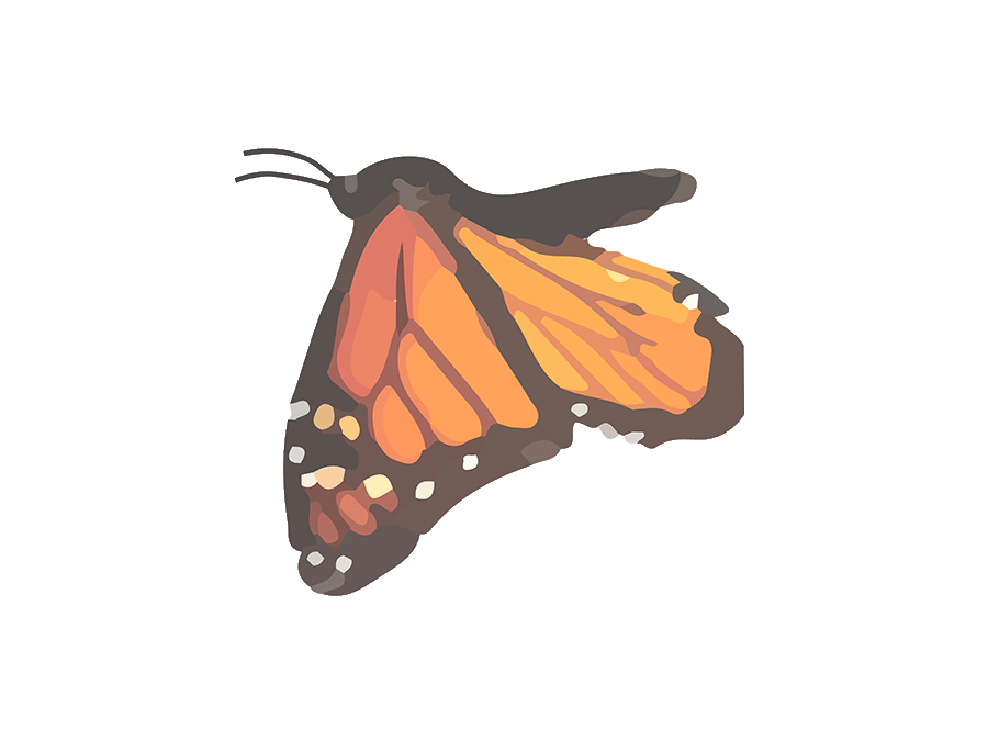 帝王蝶(Monarch butterfly)
