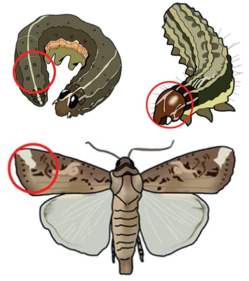 论文荐读：昆虫翅多型性的分子机制 Molecular Mechanisms of Wing Polymorphism in Insects ...