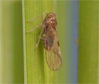 论文荐读：昆虫翅多型性的分子机制 Molecular Mechanisms of Wing Polymorphism in Insects ...