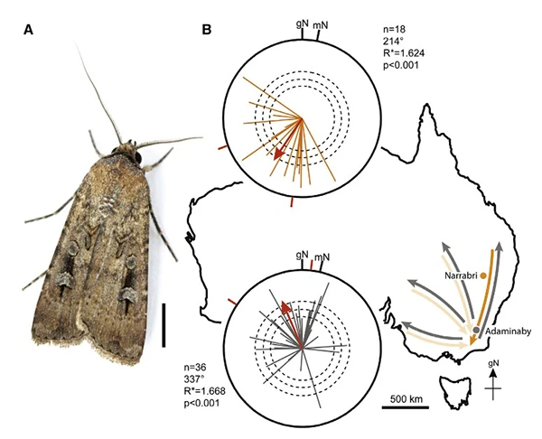 论文荐读：地球磁场和地理标志物共同操控澳大利亚波贡夜蛾的迁徙性迁飞行为